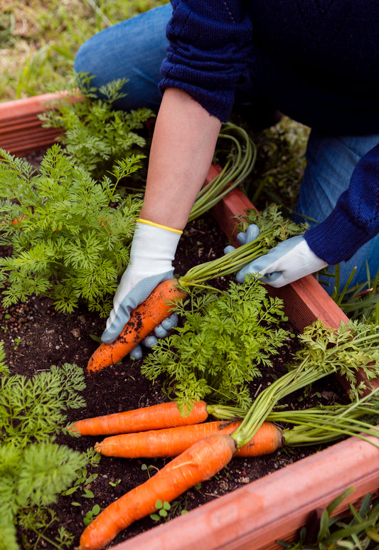 How to start a vegetable garden